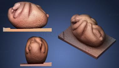 3D мадэль Цвей Брен (STL)